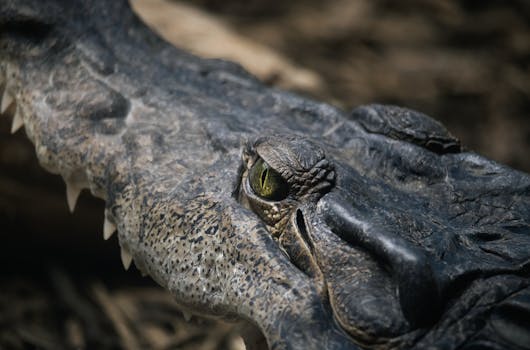 A detailed close-up of a crocodile eye, showcasing its unique texture and intensity.